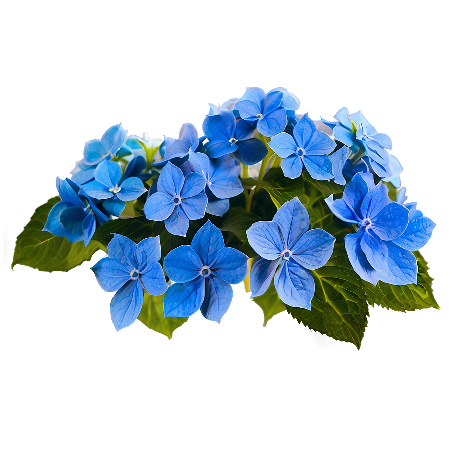 Blue Hydrangea Png Mjn