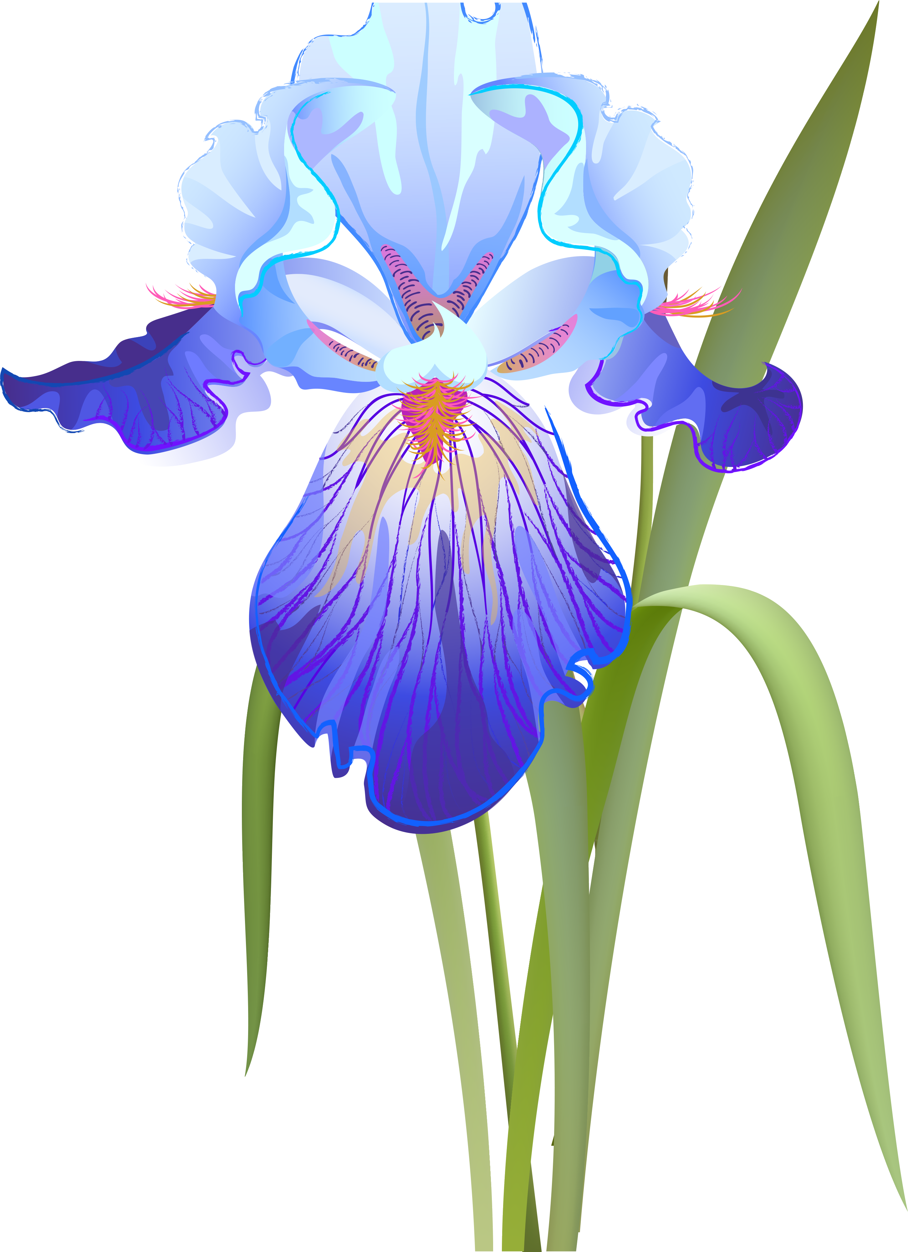 Blue Iris Flower Illustration