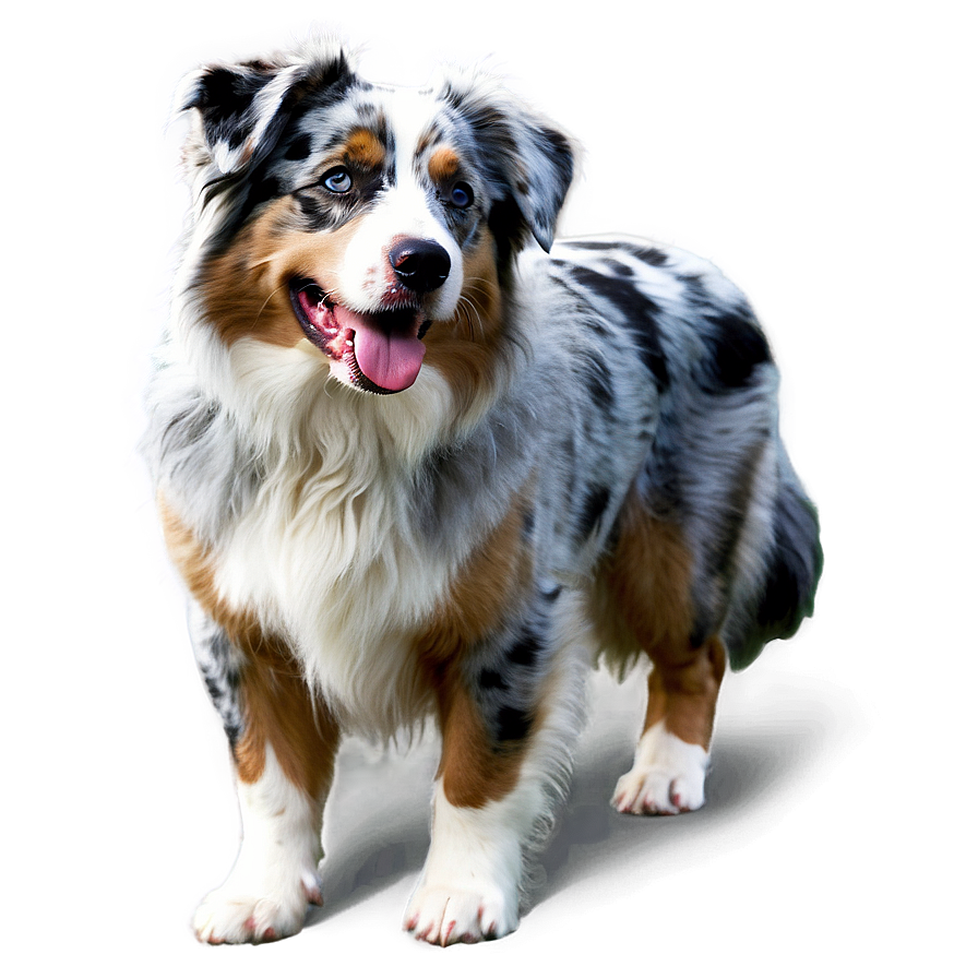 Blue Merle Australian Shepherd Png 06202024