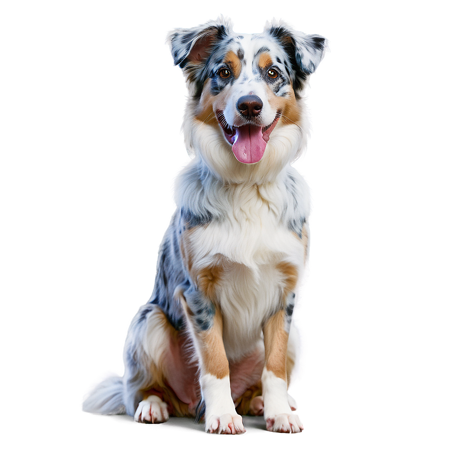 Blue Merle Australian Shepherd Png 06202024