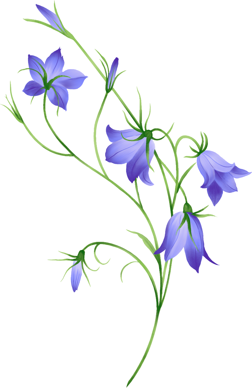 Blue Morning Glory Illustration