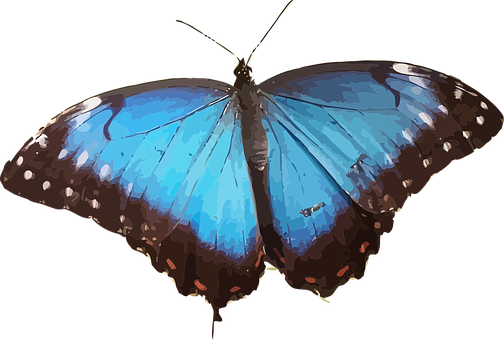 Blue Morpho Butterfly Illustration