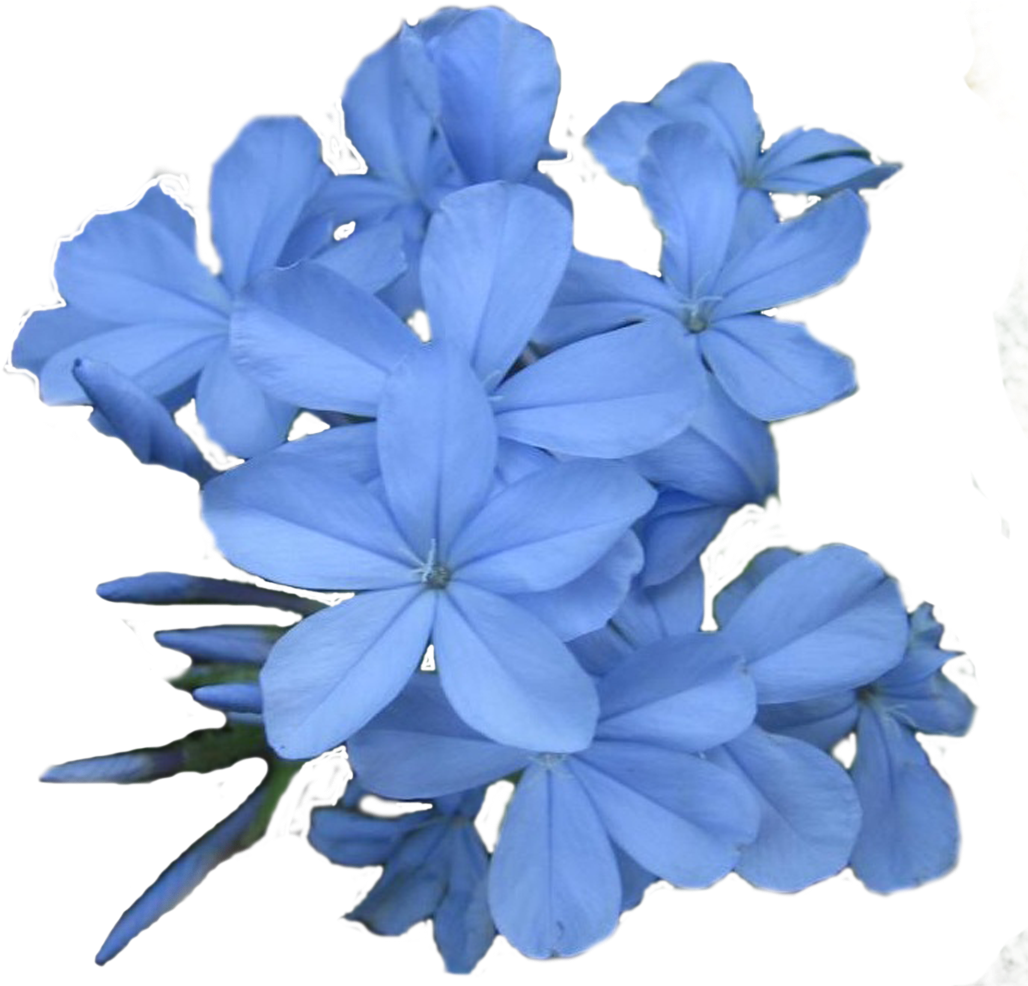 Blue Plumeria Blooms