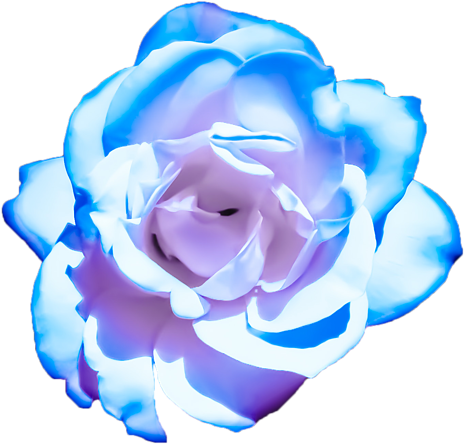 Blue Rose Isolatedon Gray Background.png