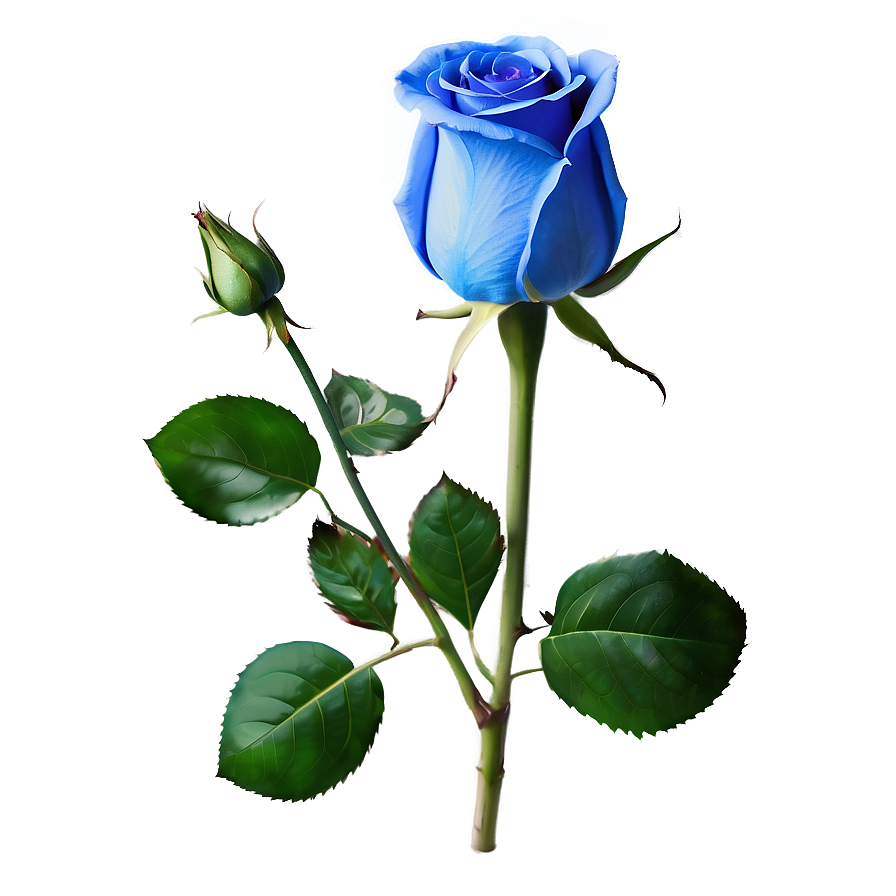 Blue Rose Png Rvp