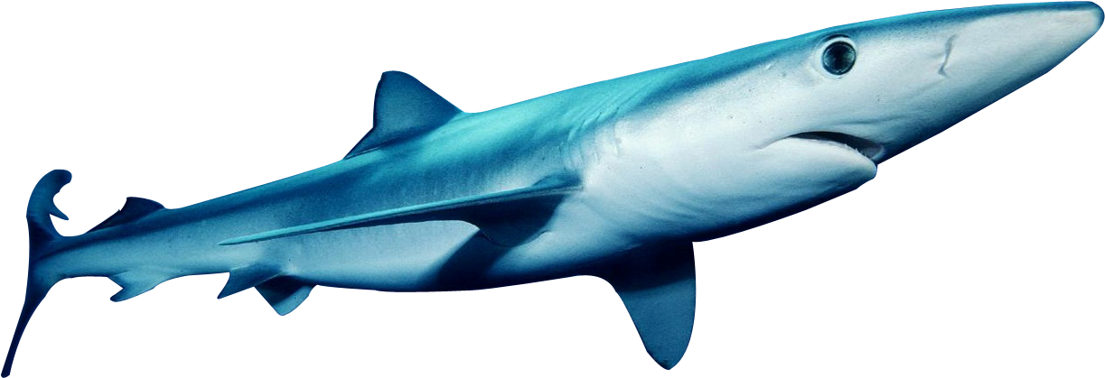 Blue Shark Swimming Profile