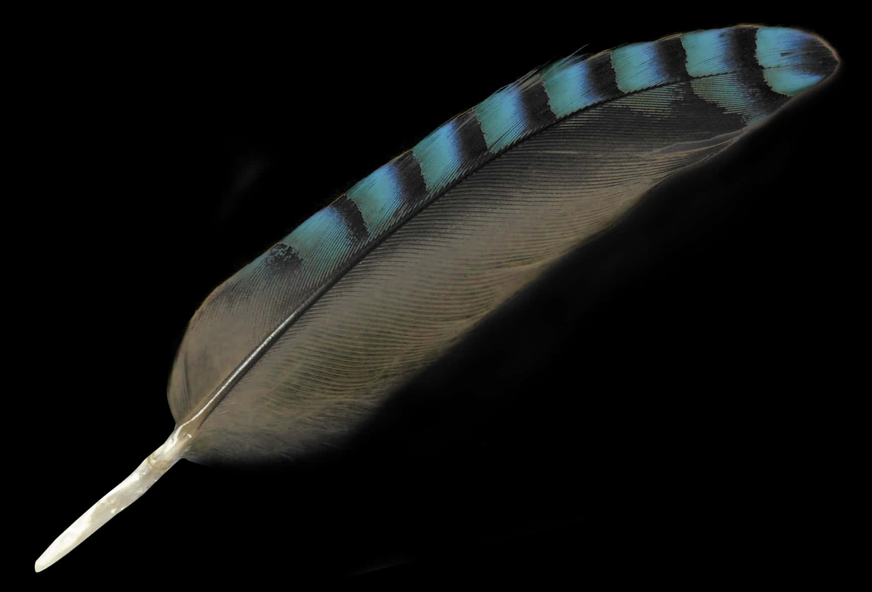 Blue Striped Featheron Black Background.jpg