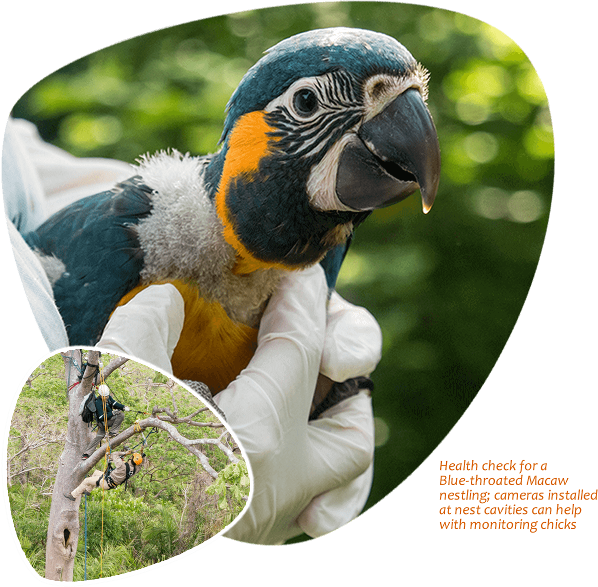 Blue Throated Macaw Health Check