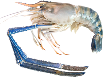 Blue Tinged Prawn Isolated