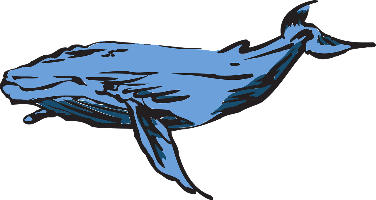 Blue Whale Illustration