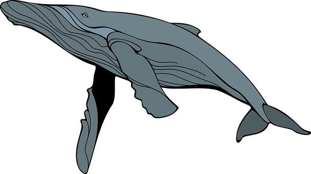 Blue Whale Illustration