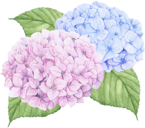 Blueand Pink Hydrangea Watercolor