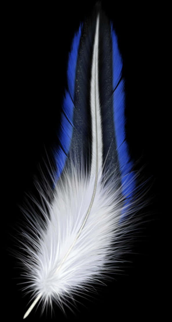 Blueand White Bird Feather