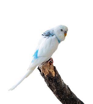 Blueand White Budgerigaron Branch