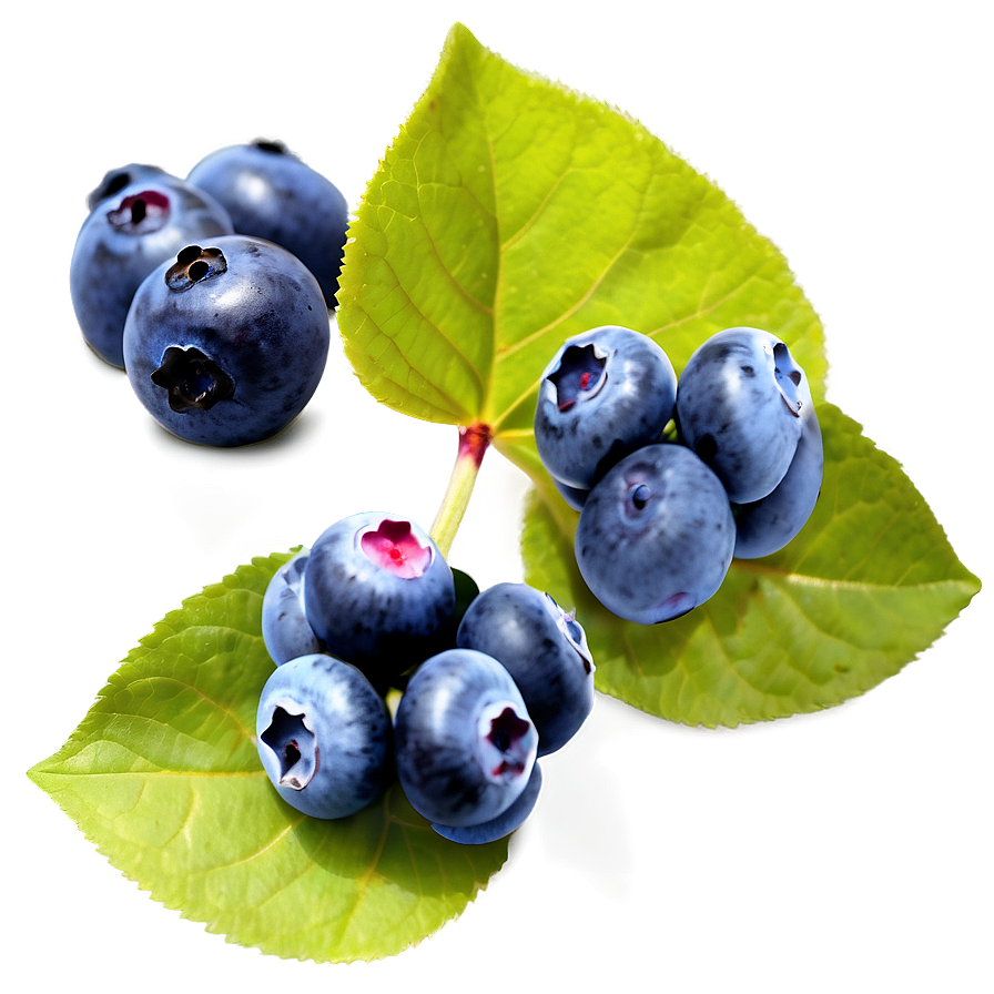 Blueberries In Nature Png Svl18