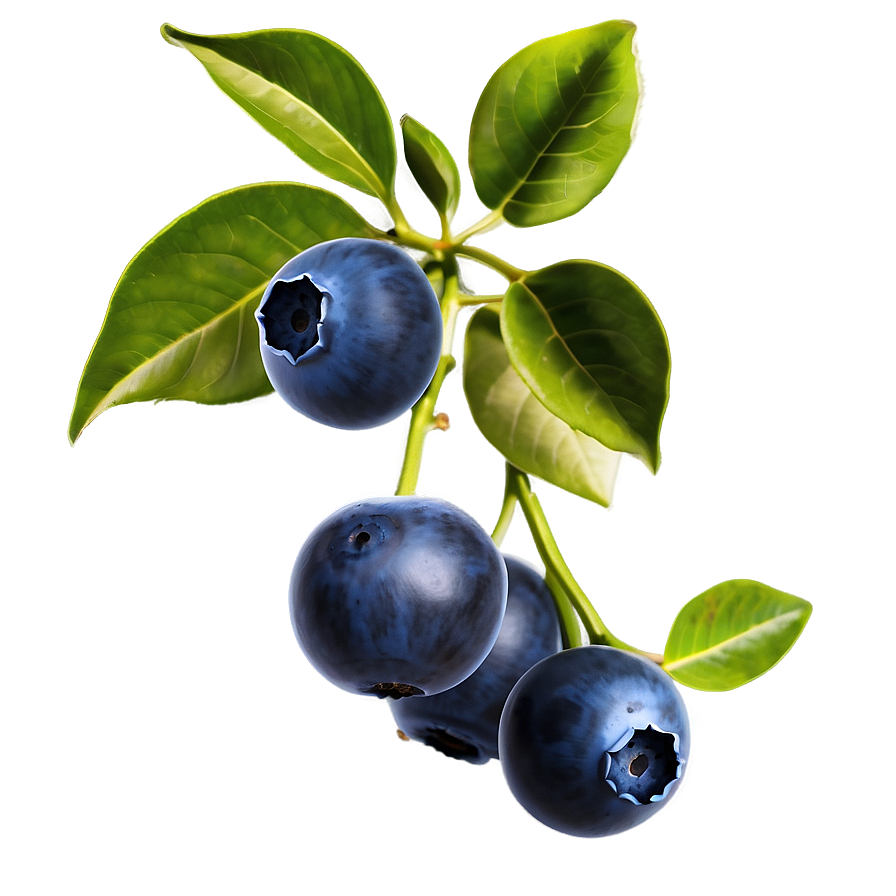 Blueberries On Tree Png Lgo