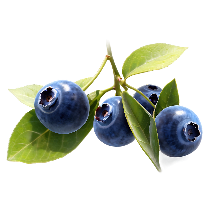 Blueberries On Vine Png 05242024