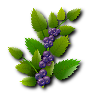 Blueberry Branch Illustration
