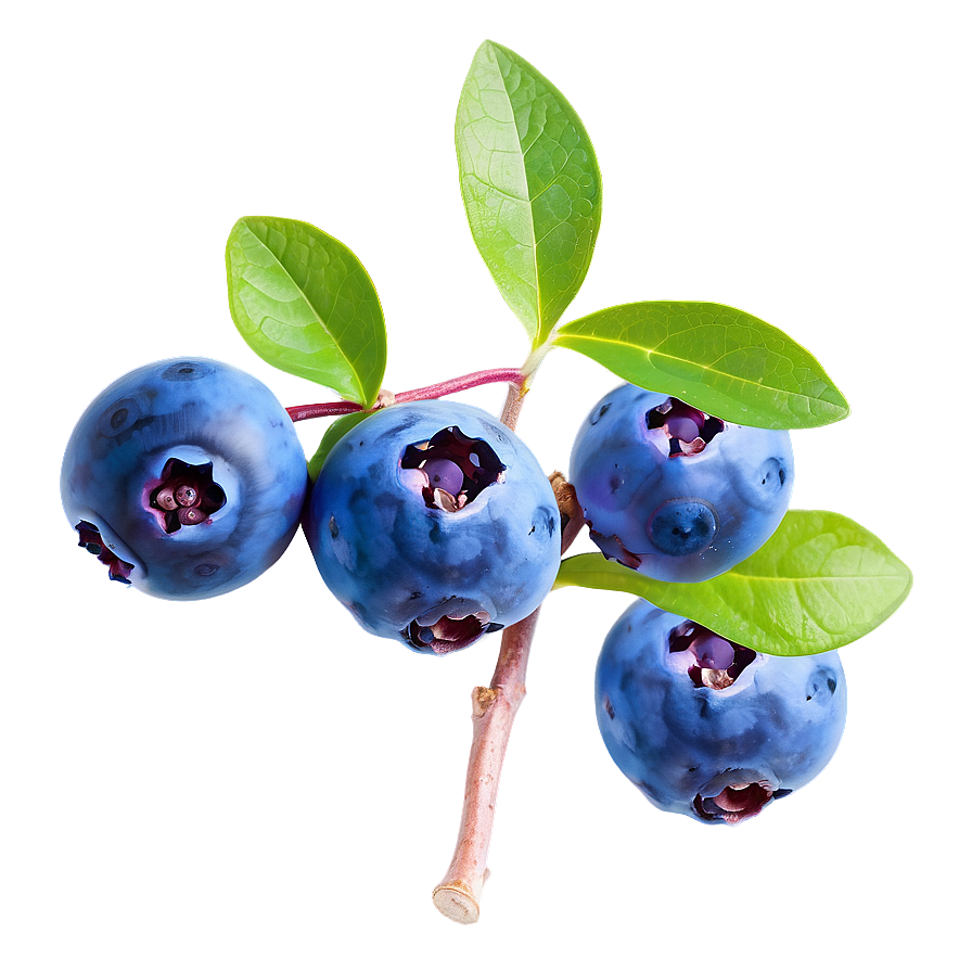 Blueberry Field Dream Png Avt16