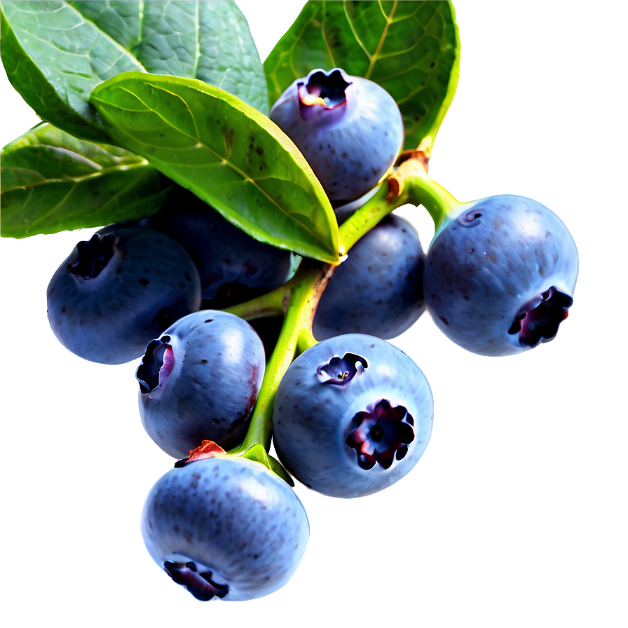 Blueberry Field Png Iat