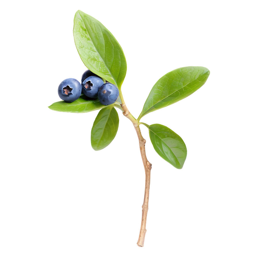 Blueberry Sprig Png Xgh