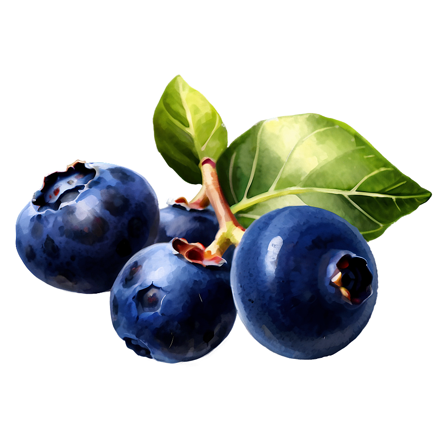 Blueberry Watercolor Png Srb30