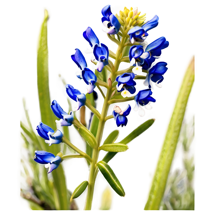 Bluebonnet At Dusk Png 35