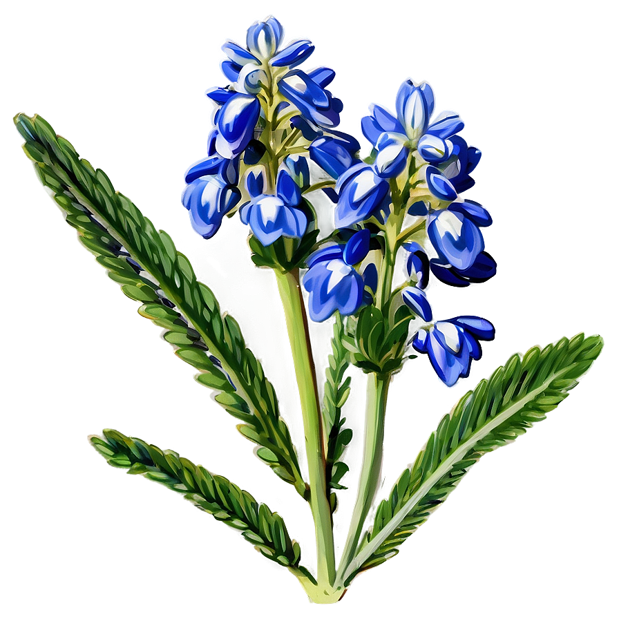 Bluebonnet Botanical Art Png 43