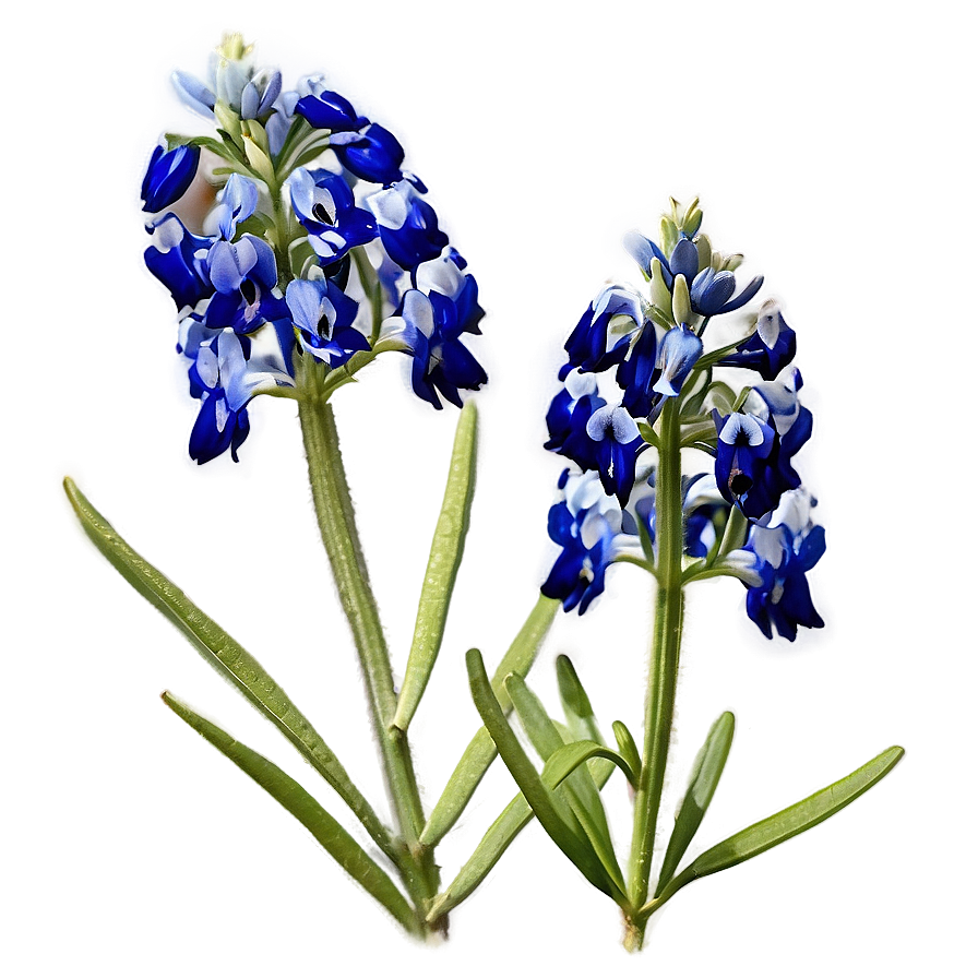 Bluebonnet In Soft Light Png 06272024