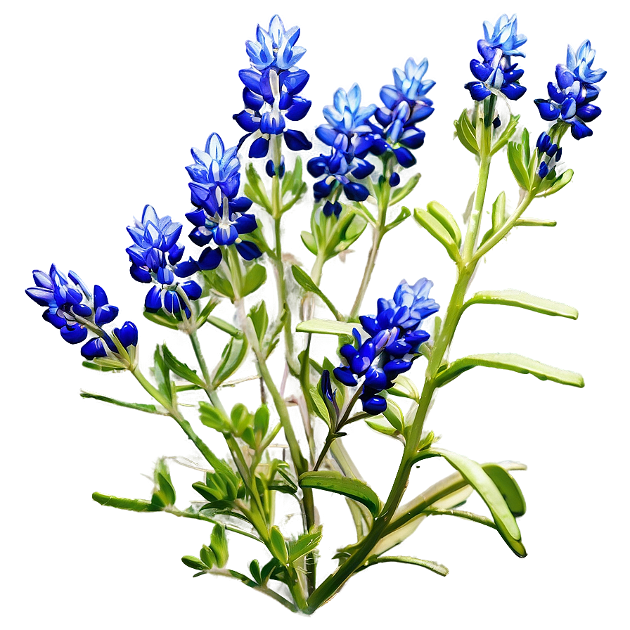 Bluebonnet Sunrise View Png 60