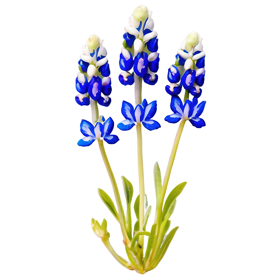 Bluebonnet Vintage Print Png Fex88