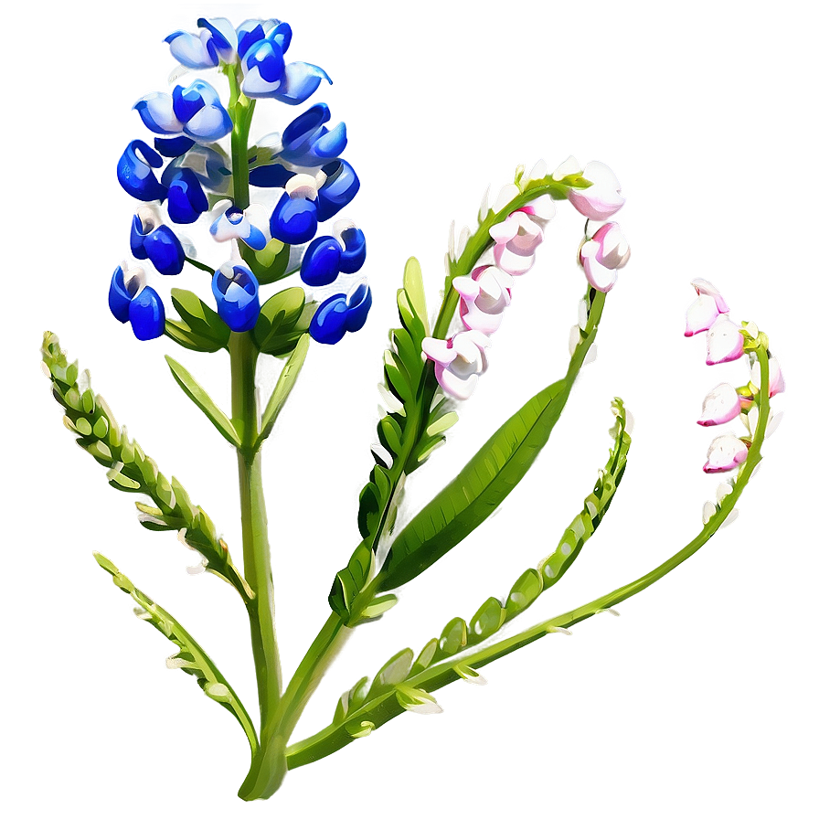 Bluebonnet With Blue Sky Png Uxu