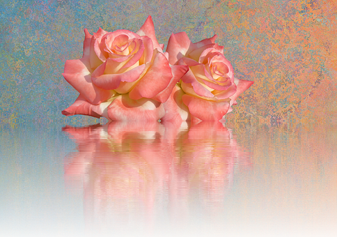 Blushing_ Roses_ Reflection_ Artwork