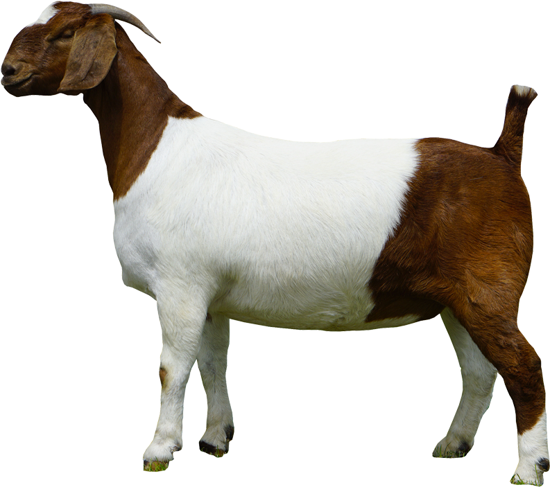 Boer Goat Side View.png