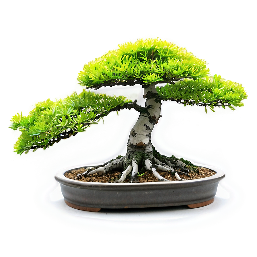 Bonsai Plant Clipart Png 27