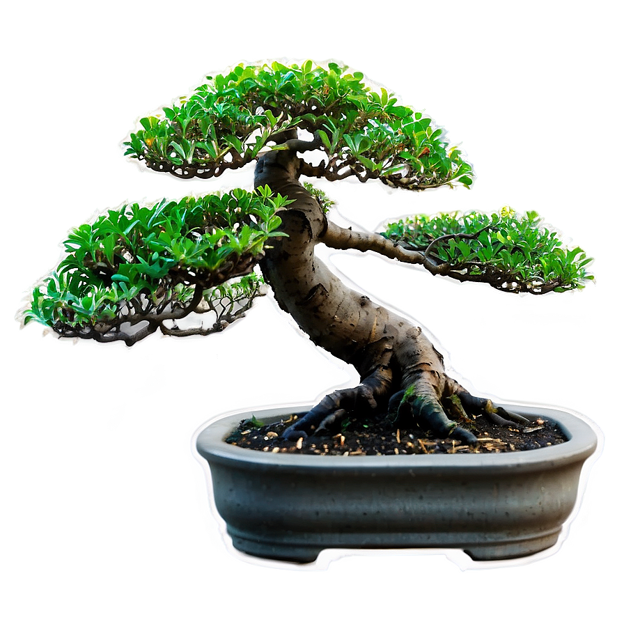 Bonsai Plant Clipart Png Qns43