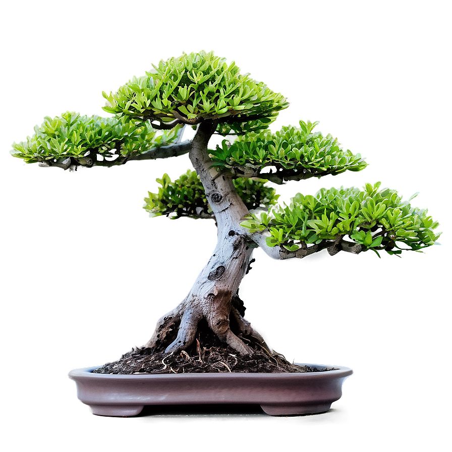 Bonsai Plant Png Csy