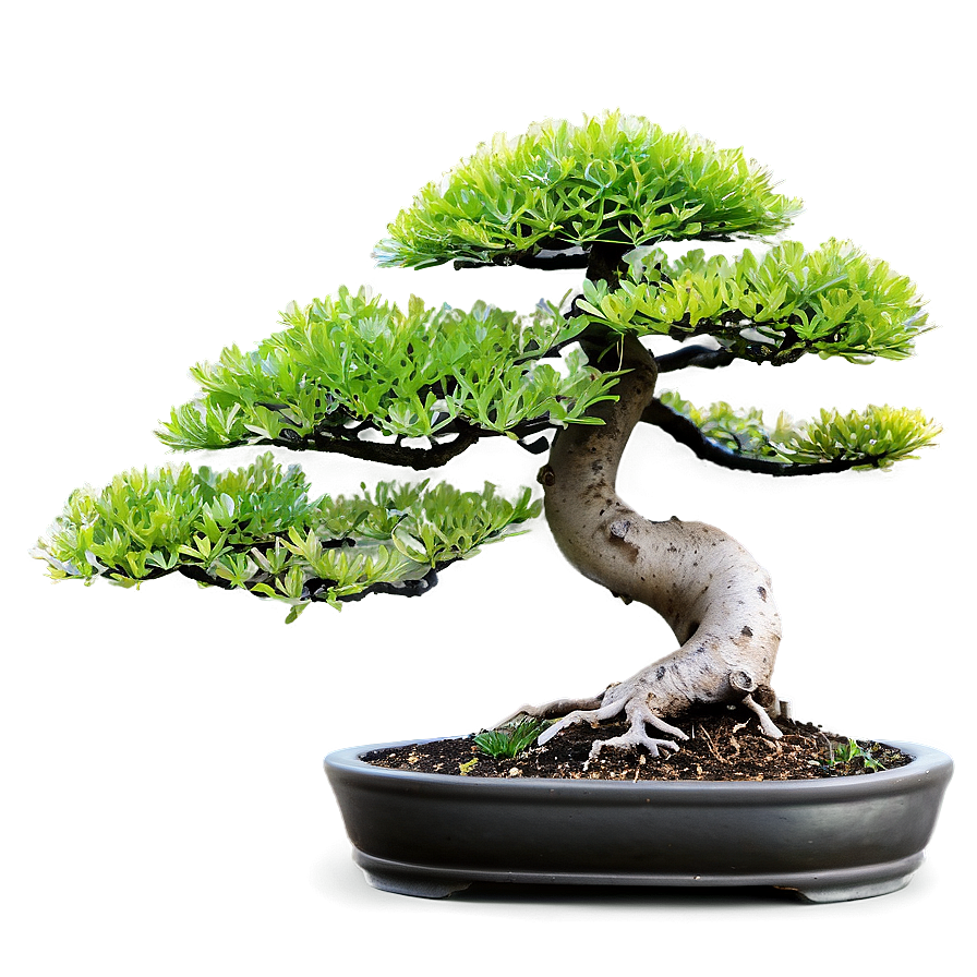 Bonsai Plants Png 05042024