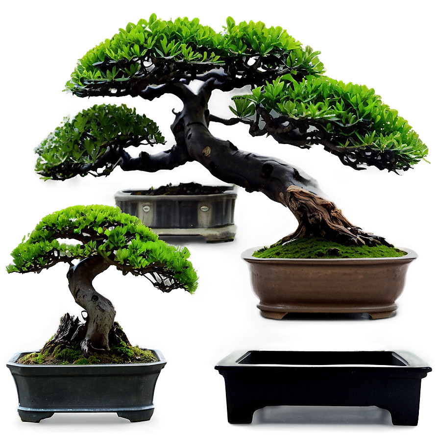 Bonsai Plants Png 95