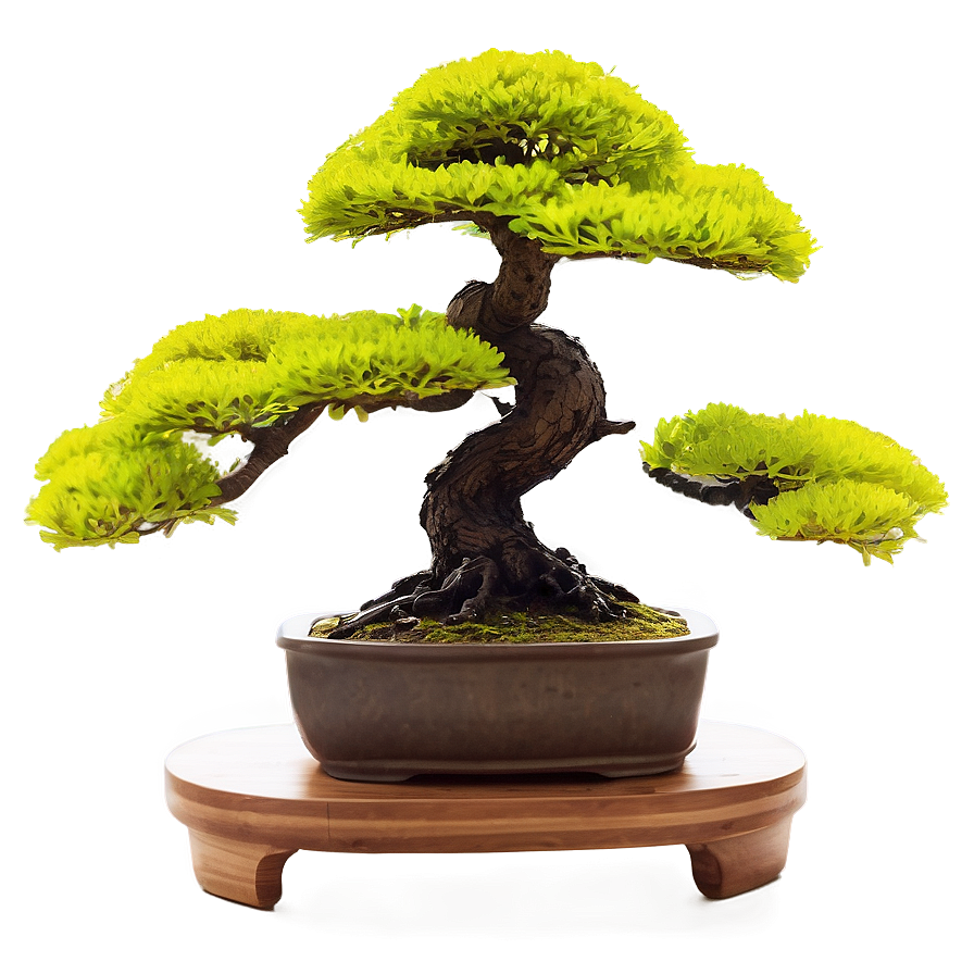 Bonsai Tree At Sunrise Png Fem89