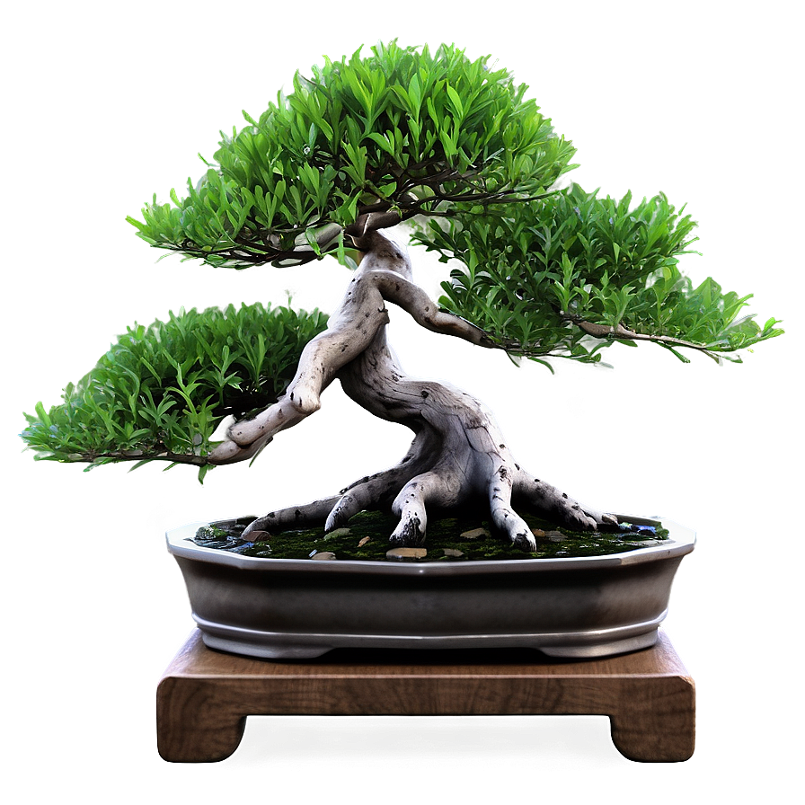 Bonsai Tree Illustration Png 98