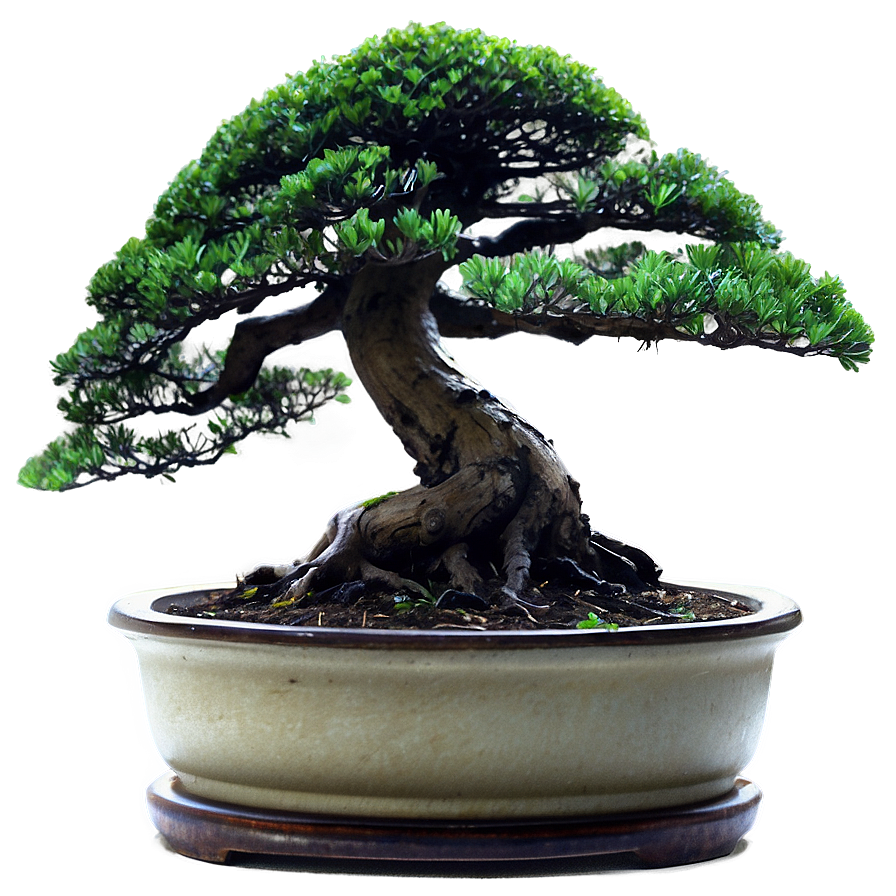 Bonsai Tree Illustration Png Bhu53