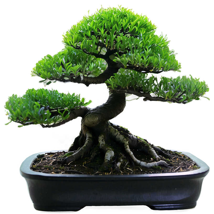 Bonsai Tree Silhouette Png 2