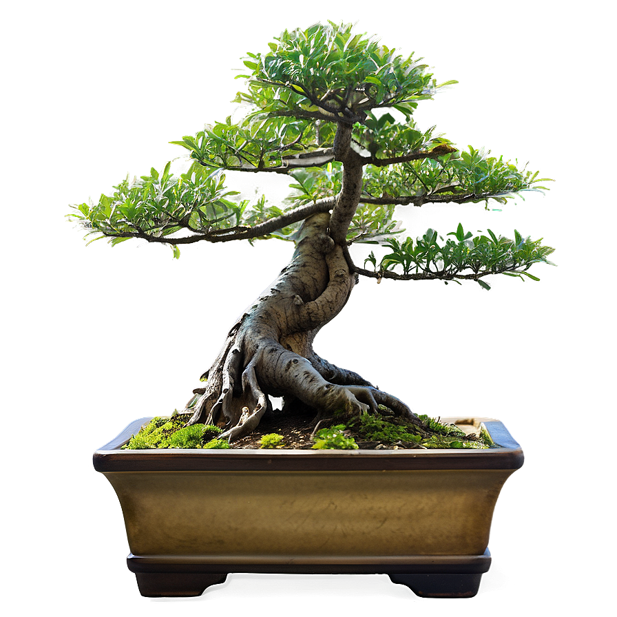 Bonsai Tree Sketch Png 12