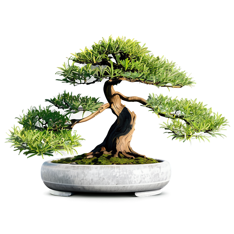 Bonsai Tree Sketch Png 60