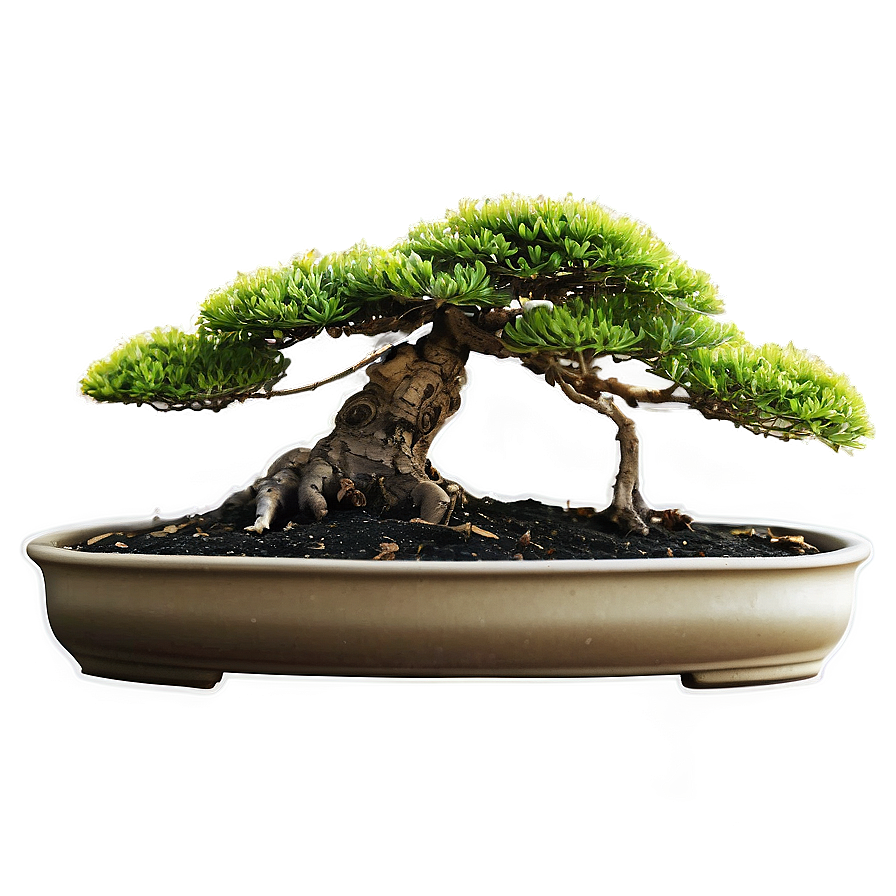 Bonsai Tree Sprouting Png 06202024