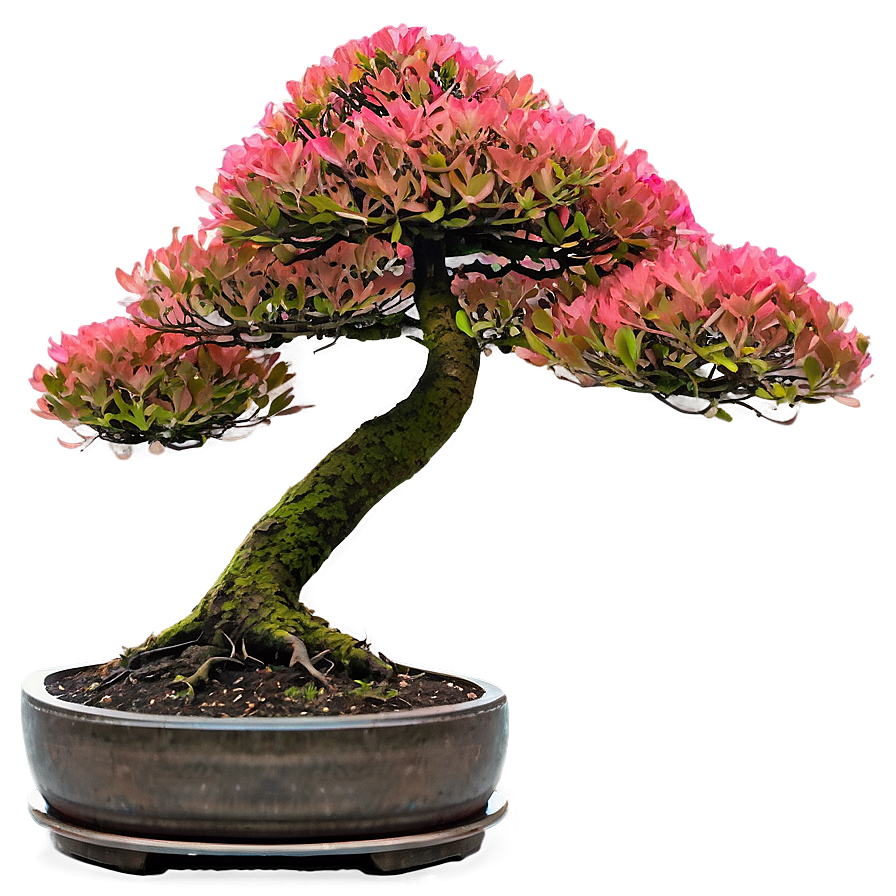 Bonsai Tree Sprouting Png 06202024