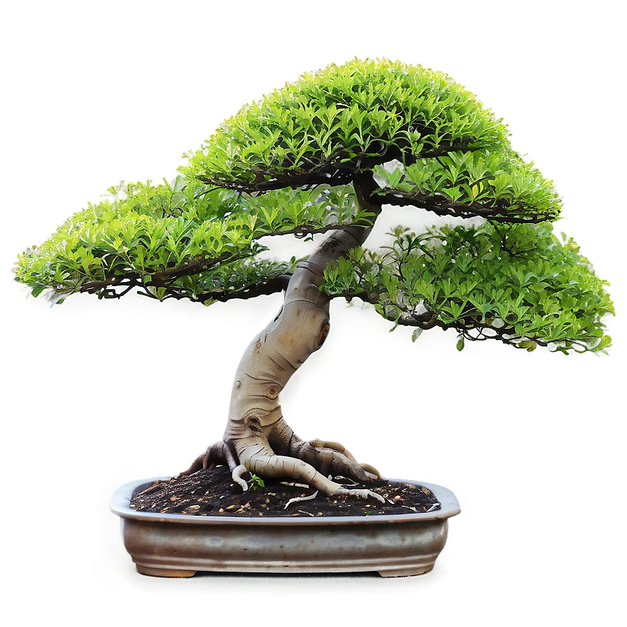 Bonsai Tree Sprouting Png 06202024