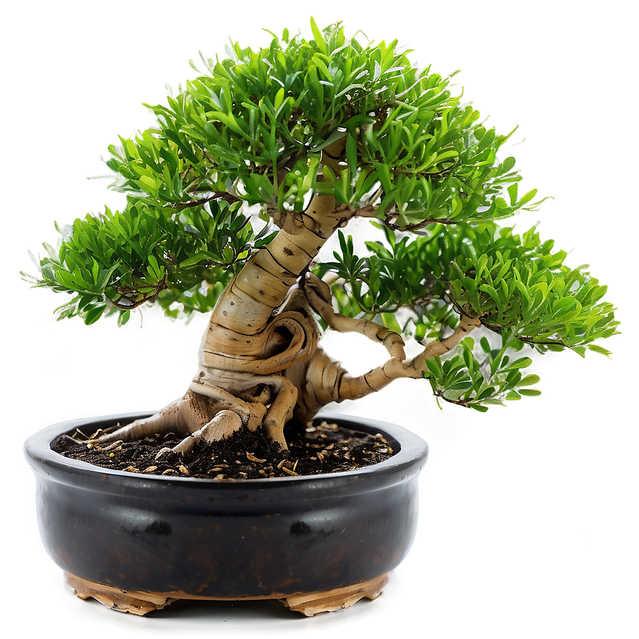 Bonsai Tree With Bamboo Png Fic87