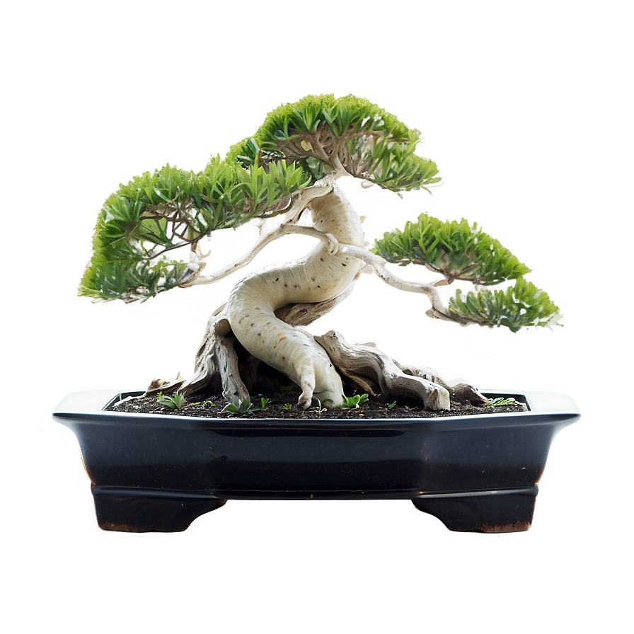 Bonsai Tree With Koi Fish Png Wff